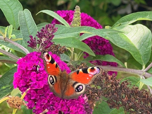Schmetterling Tagpfauenauge auf Schmetterlingsfliederblüte