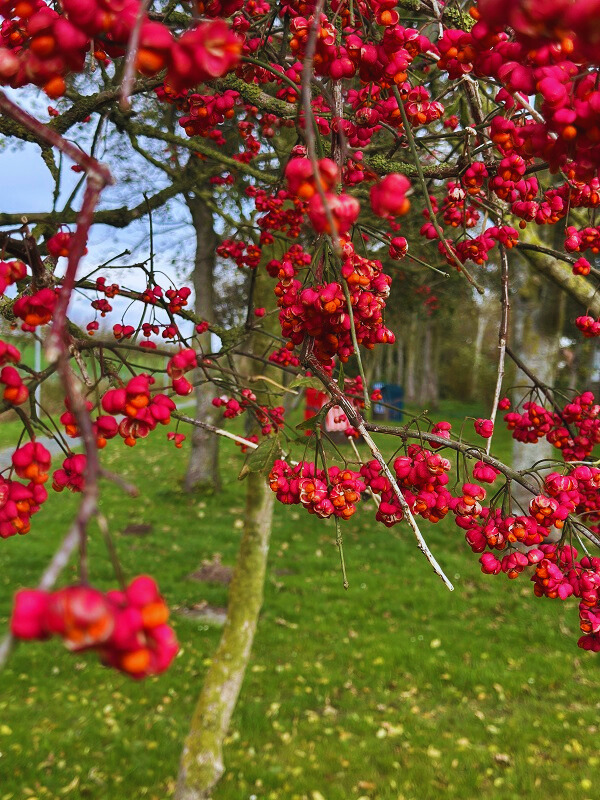 Wunderschöner Strauch an Baum mit roten Beeren im Trischendiek Park in Friedrichskoog Spitze